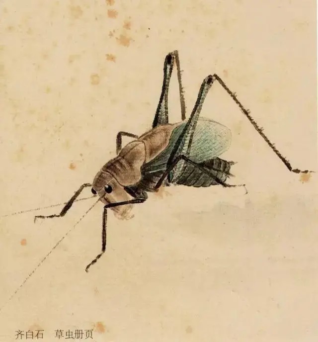 蝈蝈$国画技法图典——草虫篇:蝗虫 蚂蚱 蝈蝈 螽斯 螳螂 蟋蟀