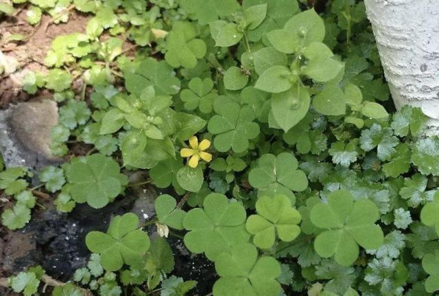 在阴湿的田野里,生长着1种“酸酸草”,根茎像“白萝卜”,珍贵