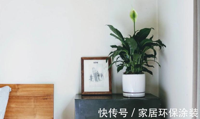 天冷不能露养多肉，碧桃该怎么办？多注意4点，根壮茎叶美