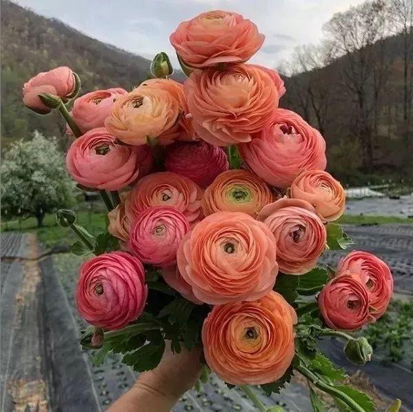 未来一个月,9种花就是抢手货,不养亏大了!