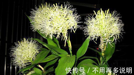 富贵竹|“6种旺财花”，房子小也要养1盆，开花更是好兆头，富贵吉祥