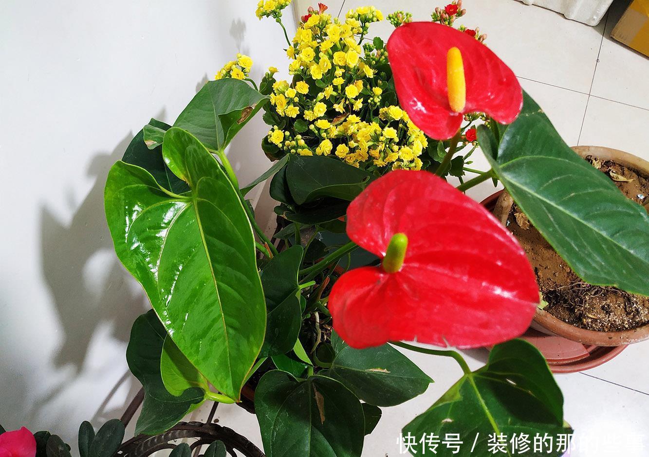 红掌这样养,一年四季开不停,花开巴掌大,叶子油亮像打蜡!