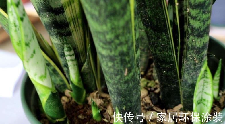 透气性|养殖虎皮兰,落实好“2多2少1勤”,叶子挺直,侧芽呼呼窜爆盆