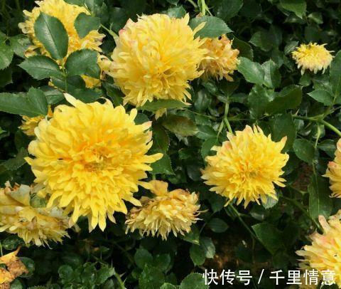 烟花|勤花耐高温的烟花波浪月季,花朵像菊花,越晒越红