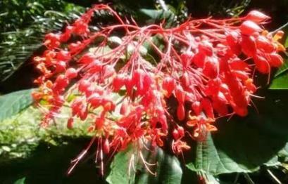 喜欢养菊，不如养盆”有风情的花“，花色鲜艳美丽，舞魅迷人