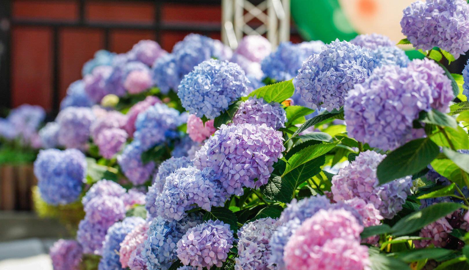 绣球的过冬准备,做好2点,来年发芽更多、开花更多、旺盛惊艳