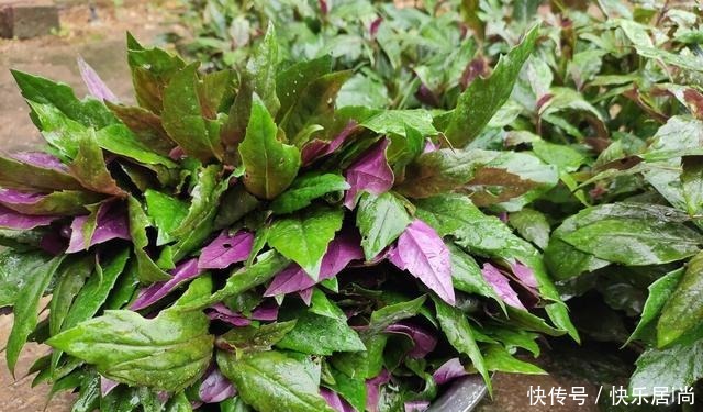 春天的农村里有这40种山珍野菜图片，让你轻松辨别山珍野菜