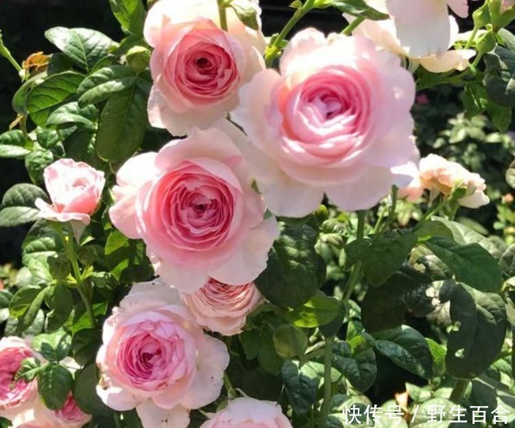 一养就上瘾的几种花,婀娜多姿,绚丽多彩,美到让人窒息!