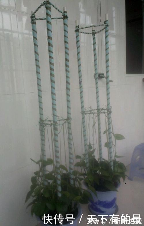自制绿萝三脚架，6步就完成，绿萝分分钟长成绿瀑布