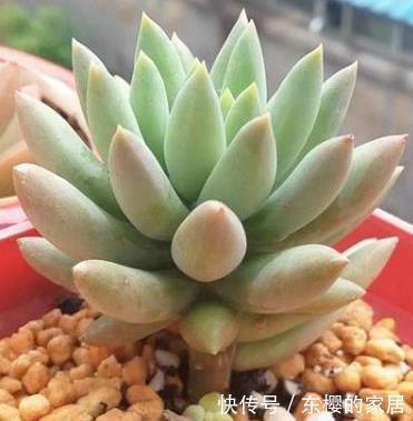 浇大水|多肉不服盆怎么办?教你6个小秘方