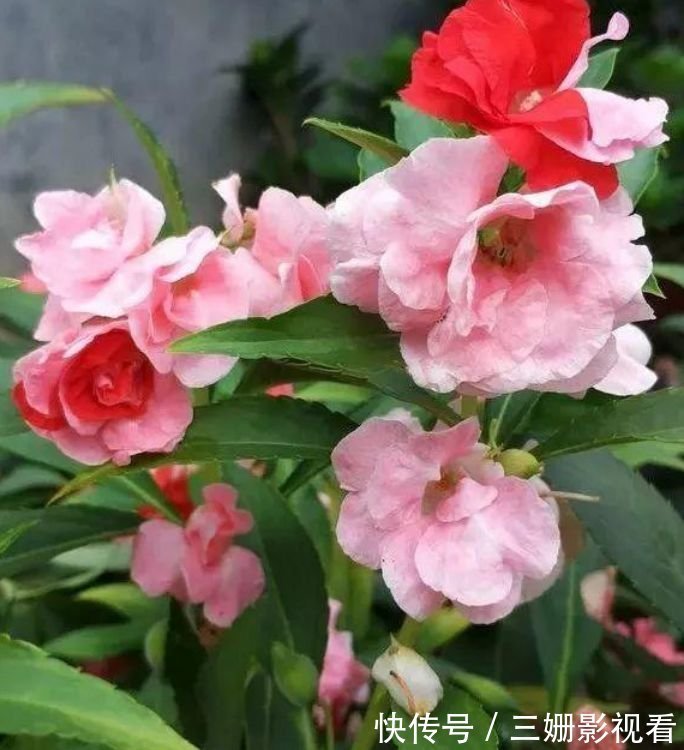 阳台养花,不妨养这4款植物,开花一簇簇,好养又漂亮