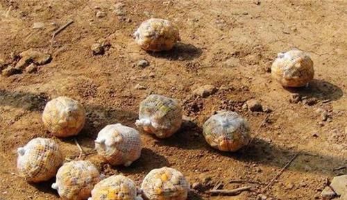 钓鱼技巧：科学打窝的几大原则，快速诱鱼成群，聚而钓之！