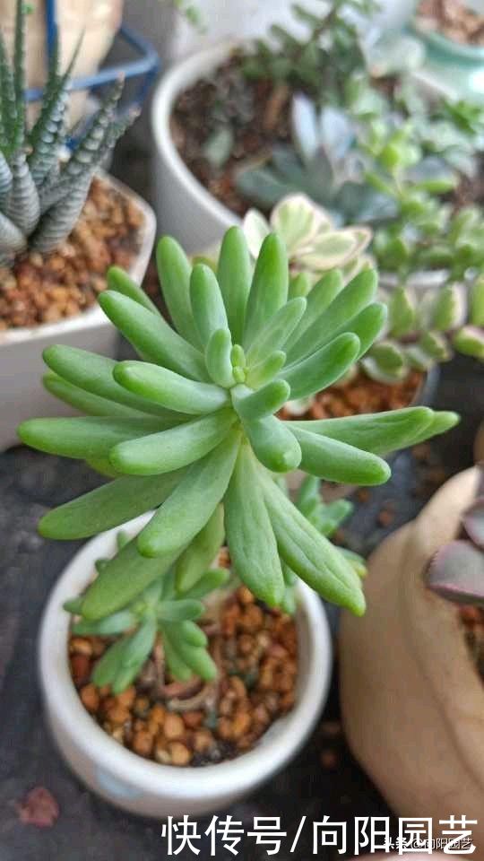 多肉徒长|多肉徒长咋处理？分2种情况，根据徒长情况，要么撸叶子要么砍头