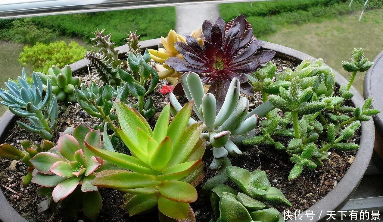 熊童子|夏天养几种“耐热多肉”,不怕酷暑,不用休眠,想养死都难
