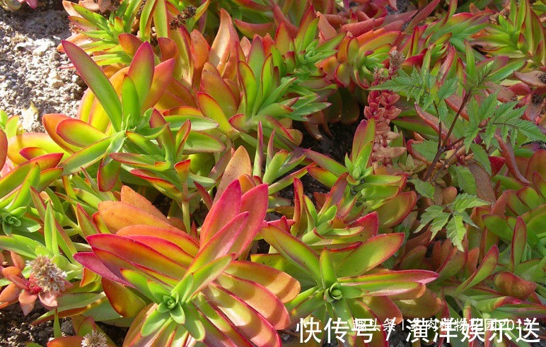 珍珠岩|火祭生长速度较快,一定进行这个操作