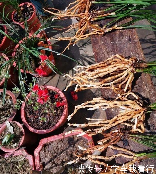 治疗兰花茎腐病，不要再浇药水，根本没有效果！