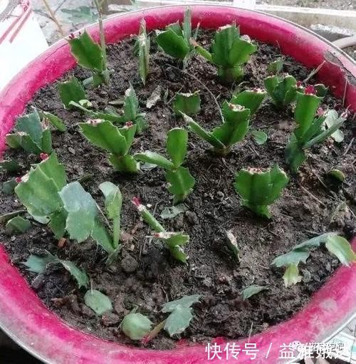 扦插|扦插繁殖花卉时，用2种小药片，一个星期就生根，越养越旺盛！