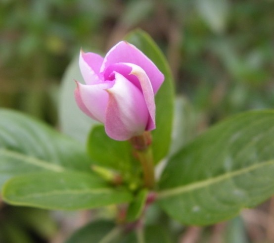 你是养花杀手学习简单四个小技巧，让你的花枝繁叶茂