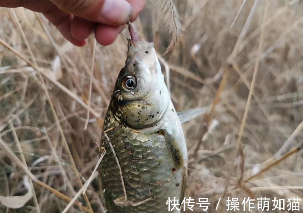 立冬之后这么钓鲫鱼,连杆、连杆,还是连杆