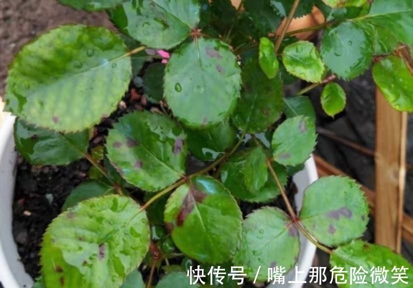 月季叶面上有了小黑点,不要忽视,小心叶子全掉光