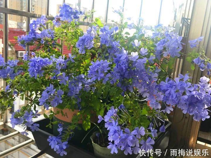 木槿|急性子养的6种花,长的快、爆花多,1盆能开大半年!