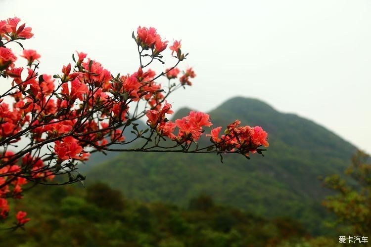 杜鹃花开芬芳自来。