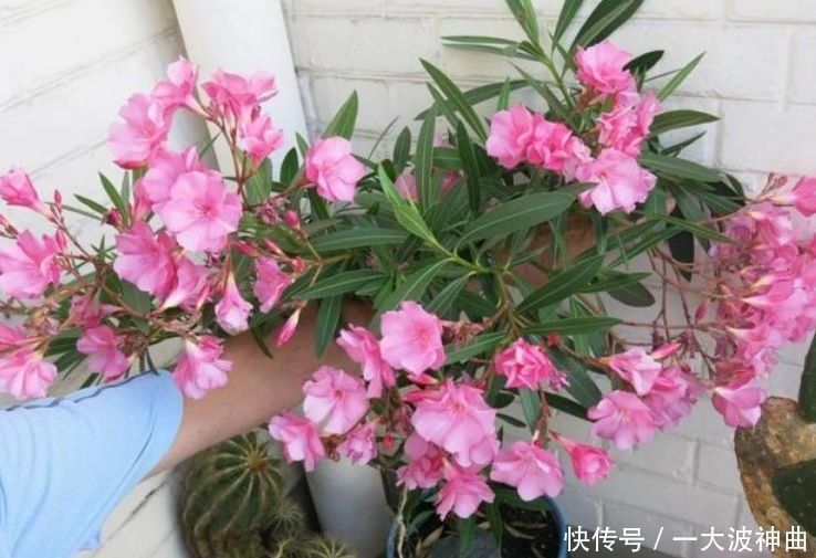 太阳花|4种花养家里,人养花,花也养人,空气清香去异味,漂亮好养