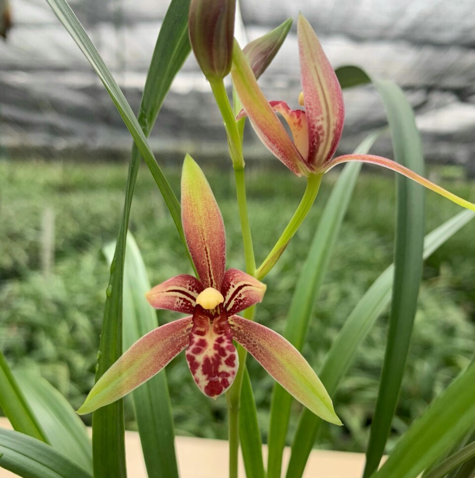 养兰花盆土老是有虫简单4招，盆土不招虫，不停蹭蹭冒新芽