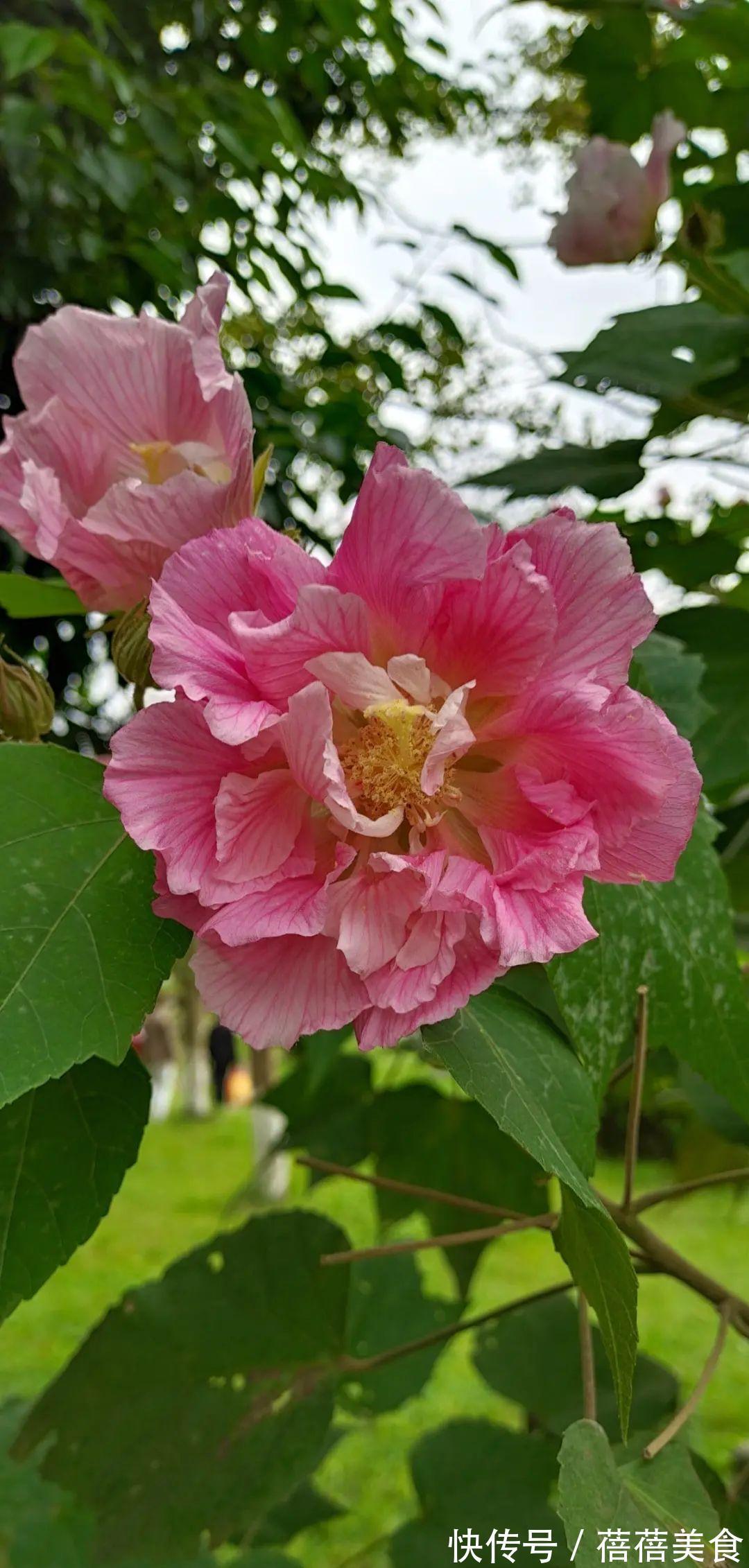 命中花|你几月出生，最旺你的“命中花”就是它，真准