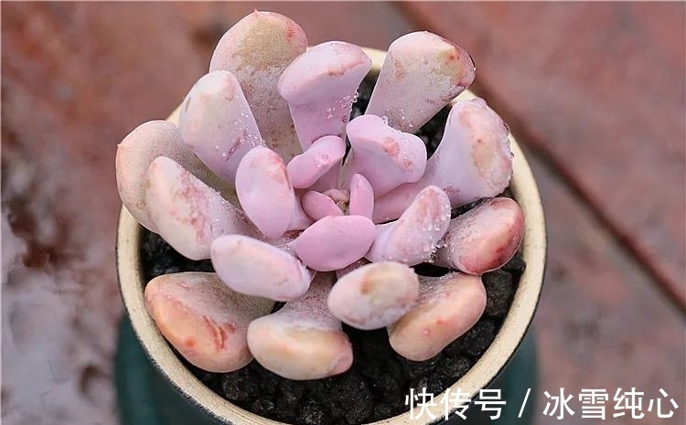 多肉丘比特,叶片粉紫色,自带小爱心,很难不让人一见倾心