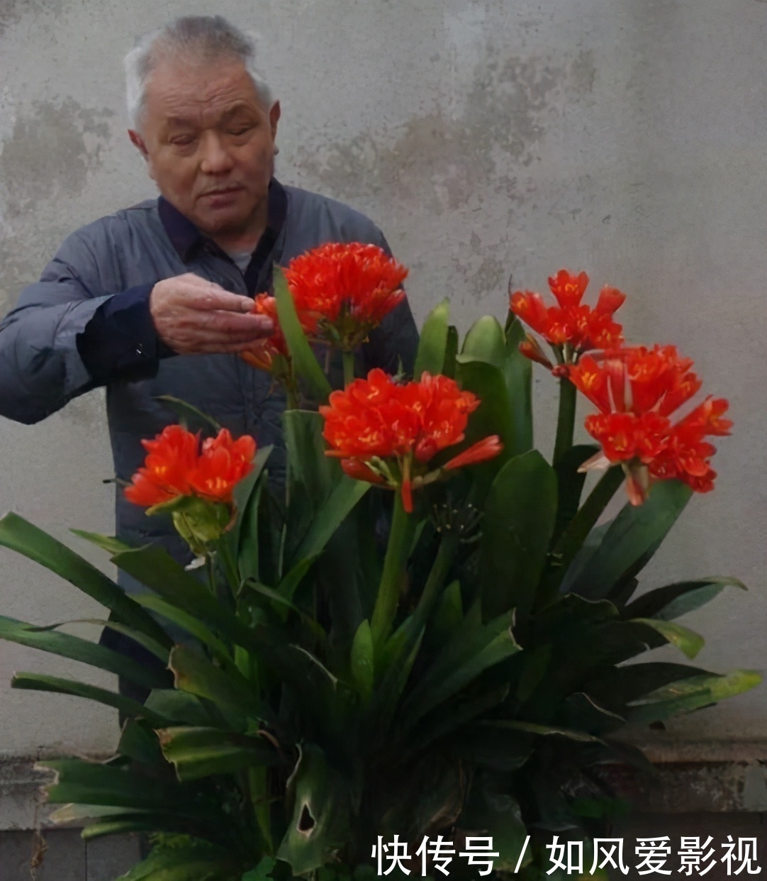 养护|老大爷养君子兰,整整10年,仅靠4种窍门,从幼苗养成富贵花