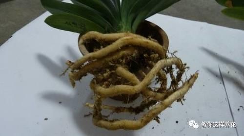 发财树君子兰烂根,可别扔了,1个小招就能救活!