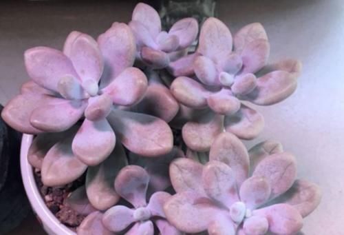 多肉桃蛋叶片发皱？建议不要连续浇水，要不然你很可能会收空盆哦