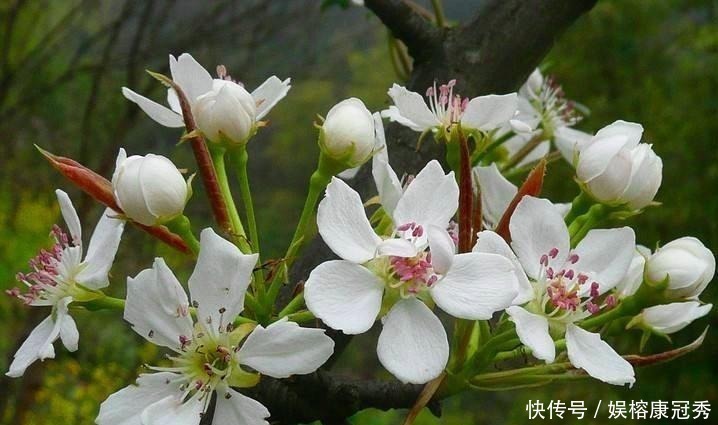 古今|苏轼这首描写梨花的诗, 堪称古今一绝, 百读不厌!