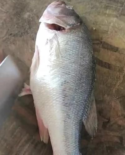 清蒸鲈鱼|清蒸鲈鱼，蒸多久最合适？多数人搞错，难怪鲈鱼不细嫩，口感差