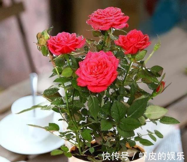 3种过期小药片,用来养花疯长不停,不黄叶不烂根,延长花期