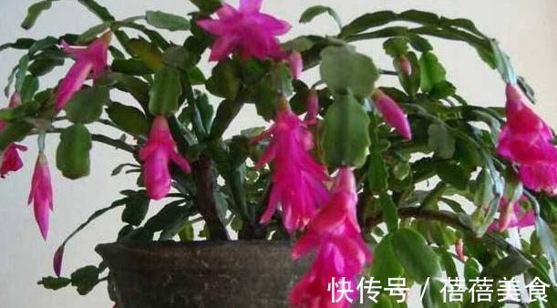 花期中的蟹爪兰该怎么养，注意4点，花期长花色艳