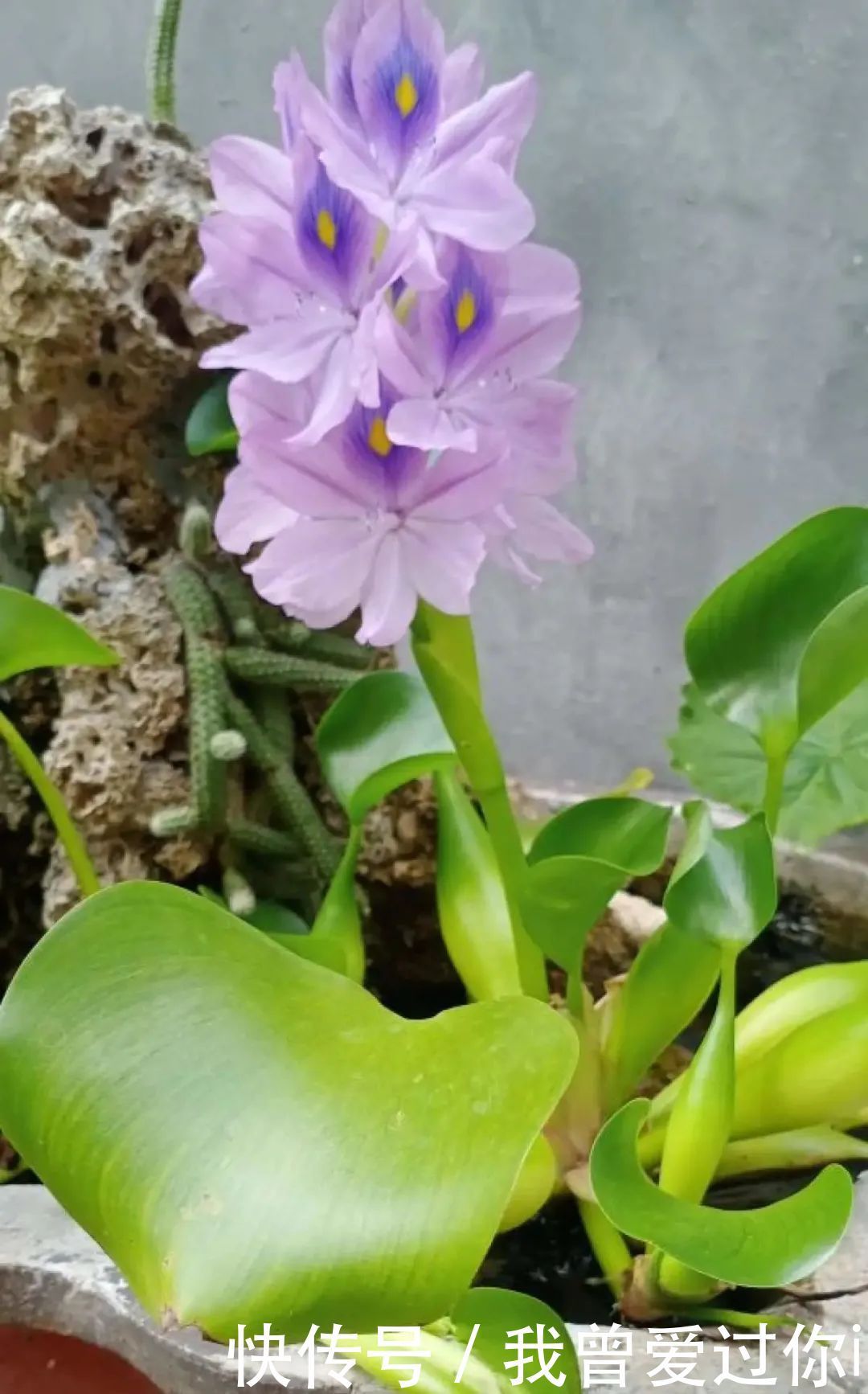 养花知识这花是个大“祸害”,20元一棵还有人买,到底为啥