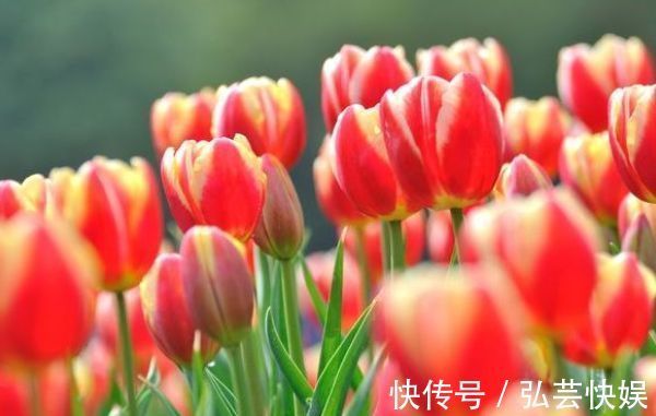 “稀有花卉”变色郁金香,花开会变色,唯美多姿,堪称精品