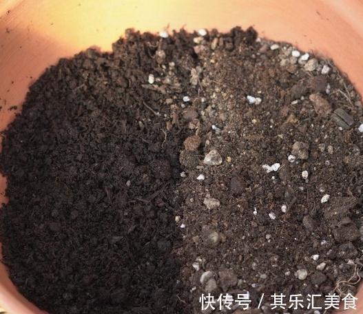 盆土板结怎么办,做好这些,盆土常年松软,盆栽长的旺不黄叶