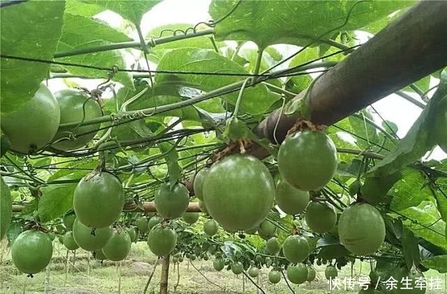 街上一斤10元，其实只要一粒籽就能在家盆栽，一年四季都结果！