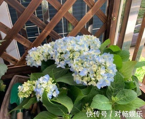 花草|这三种花再喜欢也不能夏天买,不好养难伺候,买回来就后悔