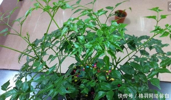  寓意|能“镇宅”的3种花，养客厅最合适，有“旺财运”的寓意，也好养