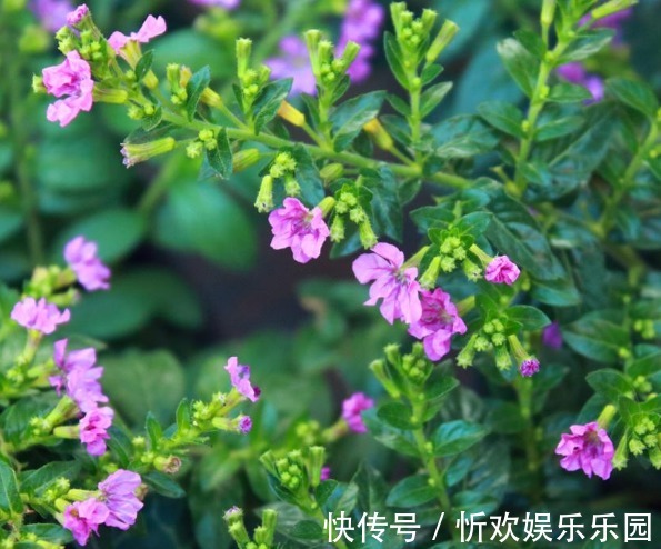 适应能力|夏天养菊花不如养这些花卉,越热长得越好,放在阳台,晒晒变花海
