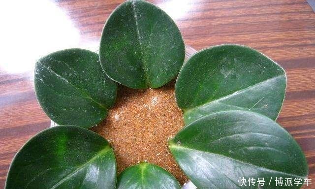 这几种植物适合叶插，方法简单，有兴趣可以试一试！