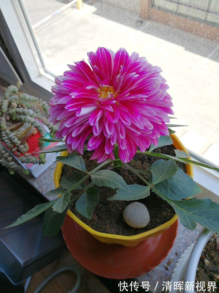 轻罗|喜欢菊花，不如养盆“江南牡丹”轻罗，花开妖娆，鲜艳夺目，真美