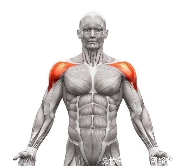 动作|有效刺激三角肌的运动, 决定身体宽度的部位, 先从三角肌入手