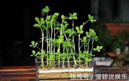 放水|6种蔬菜头留好了，放水里就长根，养成小盆栽真耐看，叶子味道好