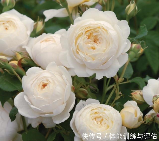 如何让月季弱苗在春天满血复活让你的月季抓住春风长成壮苗吧！