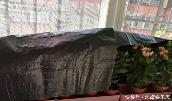 小动作|长寿花开完后,一个小动作,6个星期后,又开花了,花多又鲜艳